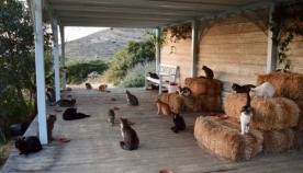 ფისომოყვარულების საყვარელი სამსახური საბერძნეთის ულამაზეს კუნძულზე, სადაც 55 კატა ცხოვრობს