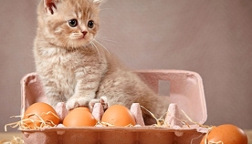 ადამიანისთვის განკუთვნილი 5 საკვები პროდუქტი, რომლებიც შეგიძლიათ, თქვენს კატას უწილადოთ
