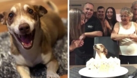 პატრონებმა ძაღლს ისეთი დაბადების დღე გადაუხადეს, როგორც ოჯახის სრულუფლებიან წევრს (ემოციური ვიდეო)