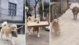 ძაღლს ყოველი სეირნობის შემდეგ სახლში სხვისი ნივთები მოაქვს (სახალისო ვიდეო)