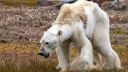 გადაშენდებიან თუ არა თეთრი დათვები, რომლებიც საკვებს უკვე ადამიანების მიერ დატოვებულ ნაგვის გროვებში ეძებენ