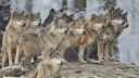 "ალფა-ხვადი": ჰყავთ თუ არა მგლების ხროვებს ლიდერები?