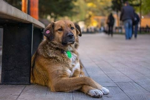 ბუკიას ბაღის ცუგები - ანუ ადგილი, სადაც ქუჩის ძაღლები  მშვიდად და ბედნიერად ცხოვრობენ! (+ფოტო)