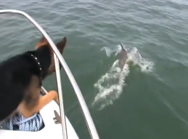 ძაღლს დელფინებთან თამაში სურდა და ნავიდან ზღვაში გადახტა (+ვიდეო)