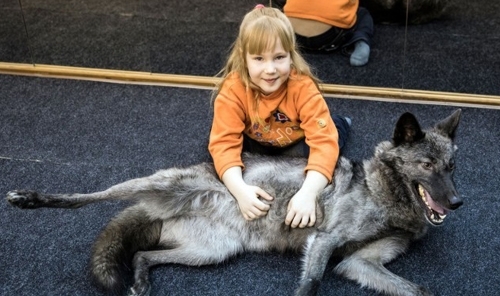 7 წლის გოგონამ მგელი სოსისებით გაწვრთნა