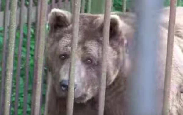 ამ დათვებს ტყვეობაში 20 წელი ამყოფებდნენ, მათ გაუსაძლის პირობებში უწევდათ ყოფნა (+ვიდეო)