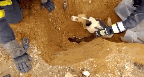 როგორ მოხვდა ძაღლი მიწაში ნახევარი მეტრის სიღრმეზე ვერავინ მიხვდა. მეხანძრეებმა სამაშველო ოპერაცია დაიწყეს (+ვიდეო)