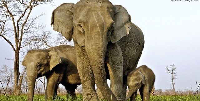 აფრიკულ სპილოებს ეშვები აღარ ეზრდებათ: დედაბუნება ბრაკონიერების წინააღმდეგ თავისი "იარაღით" იბრძვის