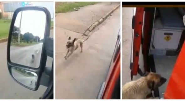ძაღლი შეუჩერებლად მისდევდა სასწრაფო დახმარების მანქანას (+ვიდეო)
