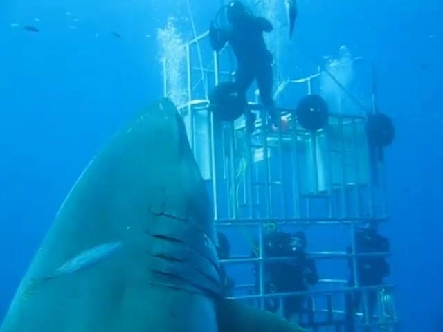 ყველაზე დიდი ზვიგენი, რაც კი ოდესმე გადაუღიათ (+ვიდეო)