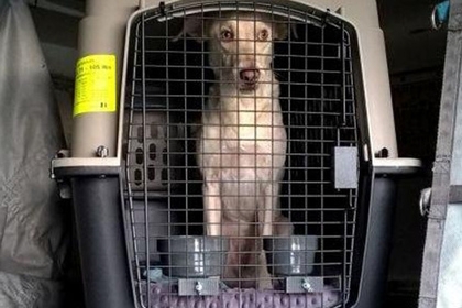 ნიუ-იორკის აეროპორტში ნარკოკურიერი ძაღლი 10 კილო ჰეროინით დააკავეს