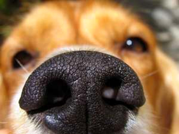 ყნოს­ვით მიგ­ნე­ბა - ძაღლის არაჩვეულებრივი უნარი