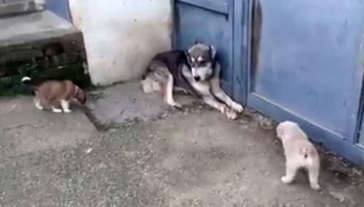 ”ნუ დაჰყვირი ჩემს შვილებს!” - დედა ძაღლმა თავისი ლეკვები მამისგან დაიცვა… (+ვიდეო)