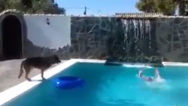 პატრონს აინტერესებს წყალში ჩაძირვისას გადაარჩენს თუ არა მისი ძაღლი...(+ვიდეო)