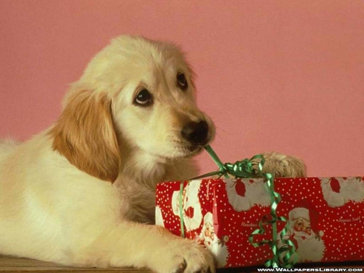 საშობაო საჩუქარი პატრონებს ძაღლებისგან (+ვიდეო)