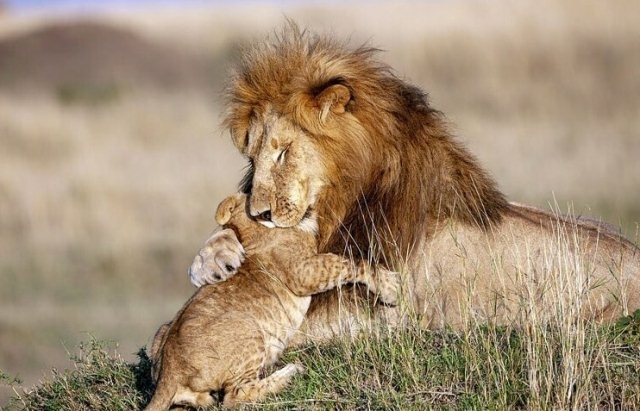 მამა-შვილი ლომების ემოციური ჩახუტება: ისე როგორც "მეფე ლომის" ცნობილ სცენაში