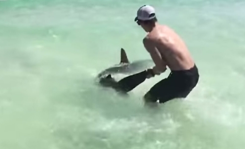 მამაკაცმა ზვიგენი შიშველი ხელებით წყლიდან ამოიყვანა. ამ სანახაობისთვის მთელი სანაპირო შეიკრიბა  (+ვიდეო)