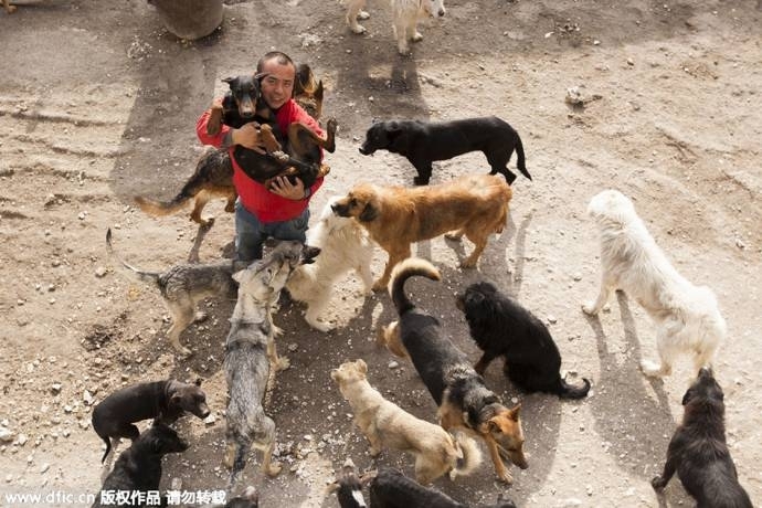 ჩინელმა მილიონერმა ყველაფერი გაყიდა და ძაღლების თავშესაფარი ააშენა (+ფოტო)