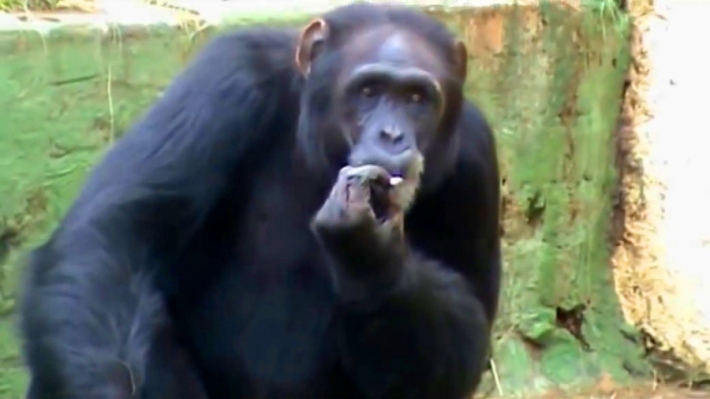 ზოოპარკში შიმპანზემ უეცრად სიგარეტს მოუკიდა (+ვიდეო)