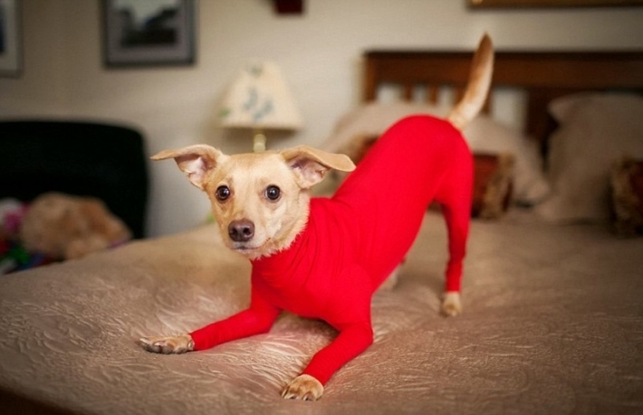 გამოიგონეს ძაღლების ტანსაცმელი, რომელიც სახლში ცხოველის ბეწვის გავრცელებას ხელს უშლის (+ფოტო)