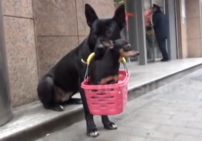 ძაღლი ზრუნავს ფეხმოტეხილ ლეკვზე (+ვიდეო)