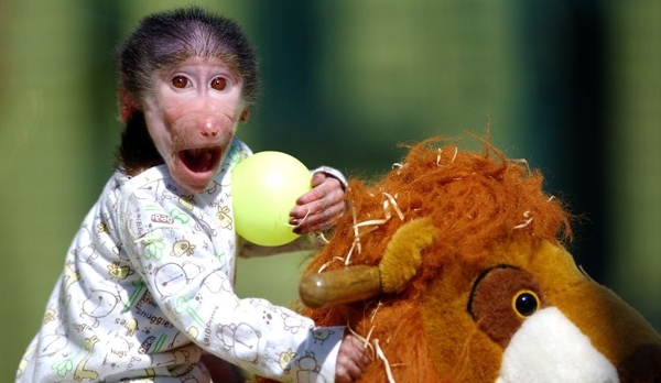 პატარა საყვარელ მაიმუნს ზოოპარკში ბავშვივით უვლიან (+ფოტო)