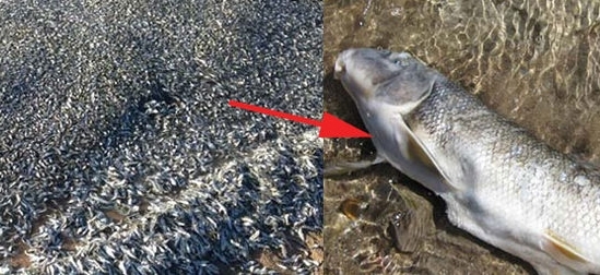 ზღვამ 4,000-ზე მეტი მკვდარი თევზი ნაპირზე გამორიყა