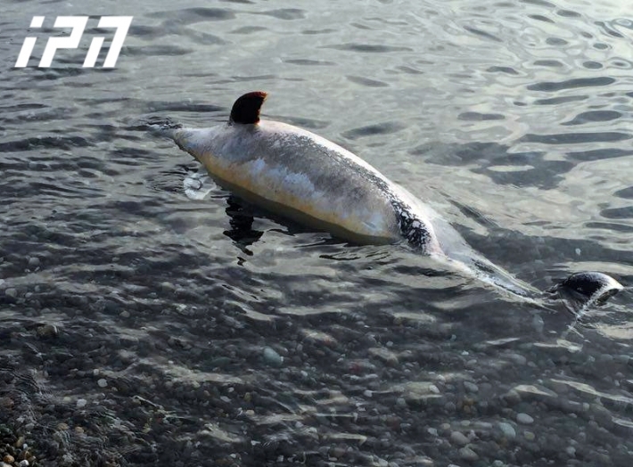საქართველოს ტერიტორიაზე მკვდარი დელფინის გამორიყვის 25 შემთხვევა დაფიქსირდა, იხილეთ სპეციალისტების აზრი ამის შესახებ (+ვიდეო)