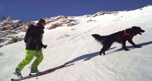 ექსტრემალური სამთო-სათხილამურო სპორტის მოყვარული პატრონისა და ძაღლის საოცარი დაშვება (+ვიდეო)