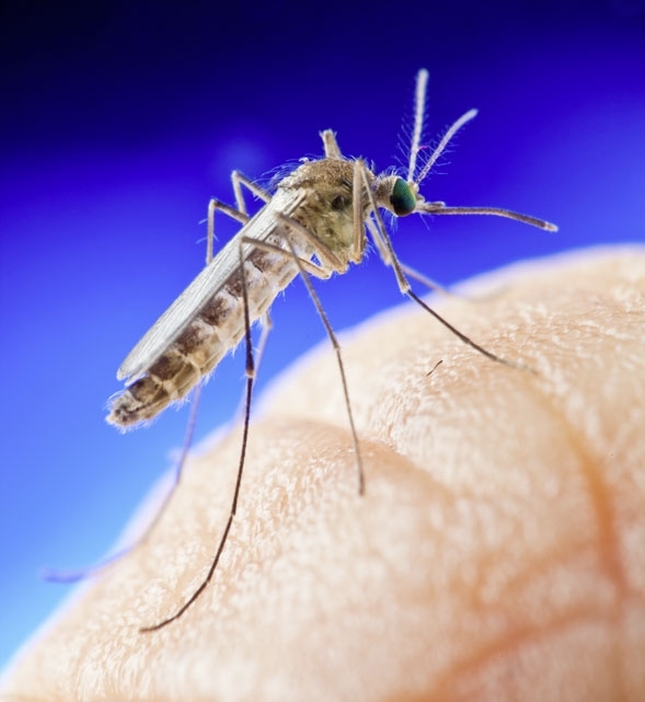 რამდენჯერ შეიძლება უკბინოს კოღომ ადამიანს?