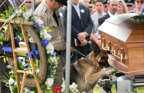 პოლიციელი ძაღლი თავის დაღუპულ მეწყვილეს დაემშვიდობა