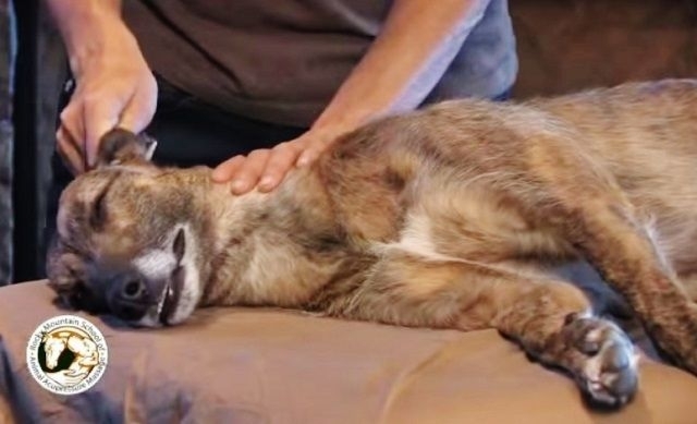 ვეტერინარის რჩევა: განტვირთვის მასაჟი ძაღლებისთვის (+ვიდეო)