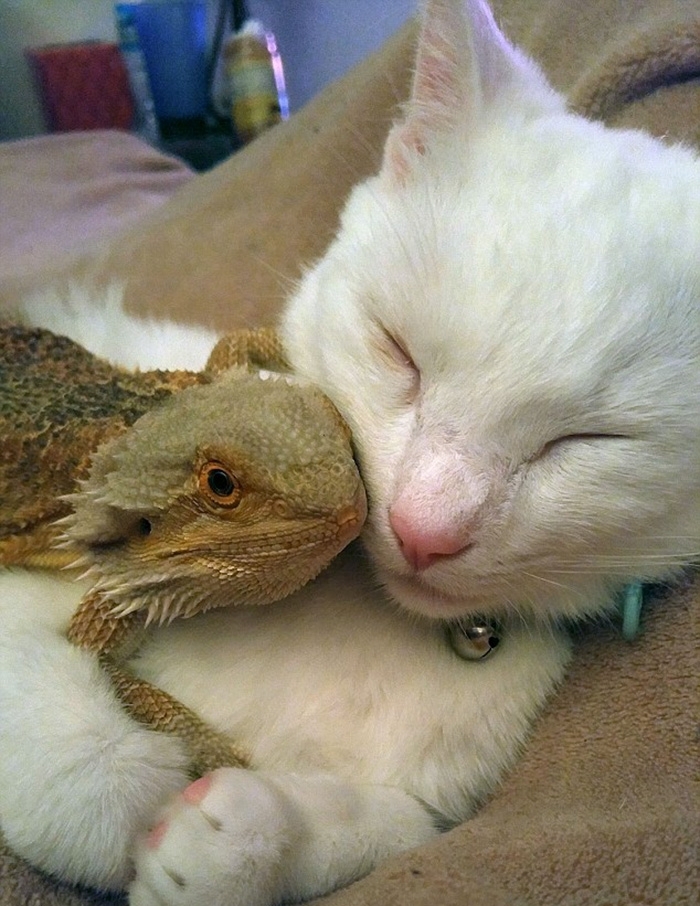 დრაკონი და კატა საუკეთესო მეგობრები არიან