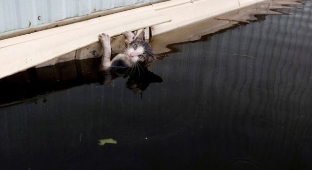 როგორ ეხმარებიან აშშ-ში ქარიშხლის დროს კომპანიონ ცხოველებს (ემოციური ფოტოები)