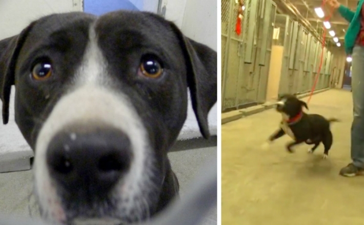 "სიკვდილის თავშესაფარში" მყოფი ძაღლის რეაქცია, როცა მას ახალმა პატრონმა მიაკითხა (+ვიდეო)