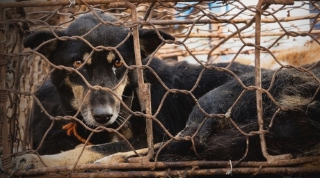 ჩინეთის ხელისუფლებას გადაეცა პეტიცია "ძაღლის ხორცის" ფესტივალის აკრძალვის მოთხოვნით