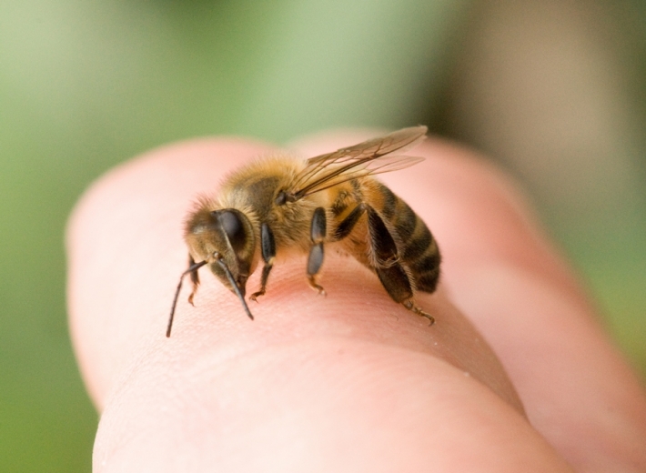 ფუტკრის შხამს სამკურნალო თვისებებით ანალოგი არ გააჩნია