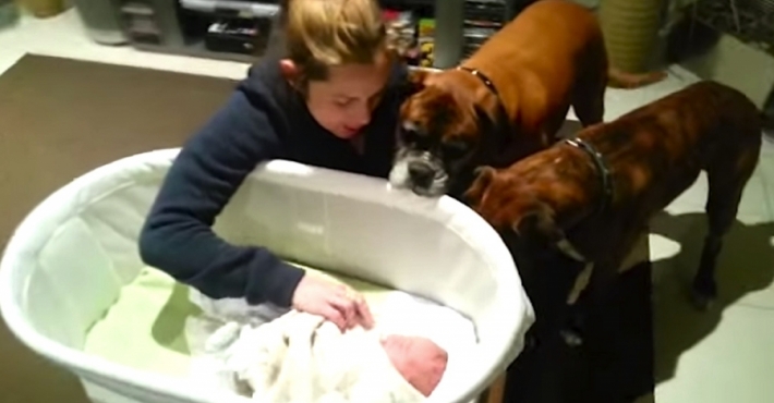 ძაღლები პირველად შეხვდნენ ოჯახის ახალშობილ წევრს, მათი რეაქცია საოცარია (+ვიდეო)