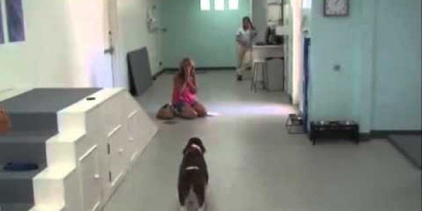 ქალს უთხრეს, რომ მისი ძაღლი ოპერაციის შემდეგ ვეღარ გაივლიდა(+ვიდეო)