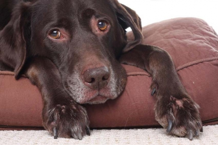 6 რჩევა- როგორ შეუმსუბუქოთ ასაკოვან ძაღლს ზამთარში გამოწვეული ჯანმრთელობის პრობლემები