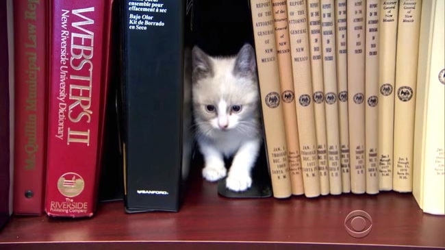 "კატების ბიბლიოთეკა" (+ფოტო & ვიდეო)