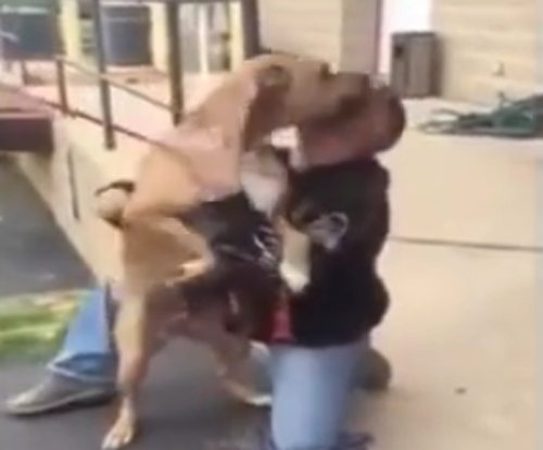 პატრონმა წართმეული ძაღლი 2 წლის შემდეგ დაიბრუნა... მათი შეხვედრა საოცარი სანახავია (+ვიდეო)