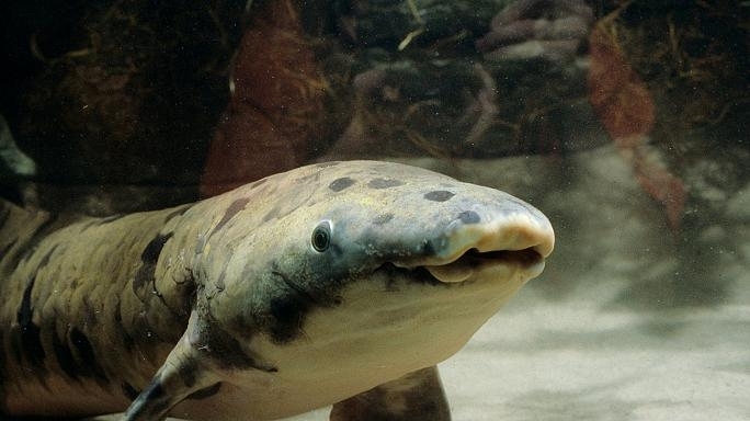 ამერიკაში ყველაზე ბებერი თევზი მოკვდა