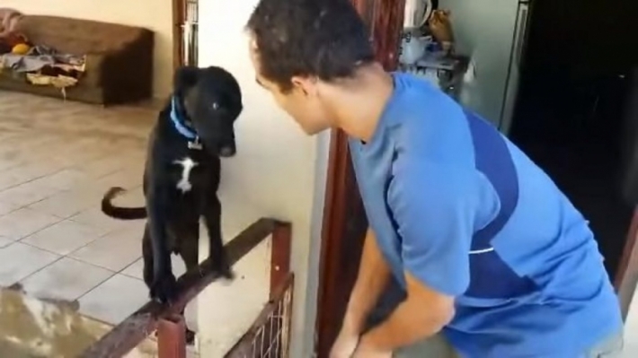 დამნაშავე ძაღლი პატრონისგან პატიებას სასაცილოდ  ითხოვს (+ვიდეო)