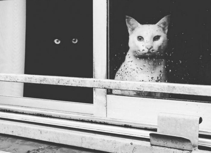 ინი და იანი - შავი და თეთრი კატები, რომლებიც ერთი მთელივით არიან! (+ფოტო)