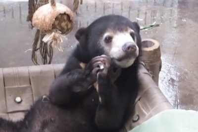 მზის დათვი, ანუ მალაიური დათვის ბელი ლაილა (+ვიდეო)