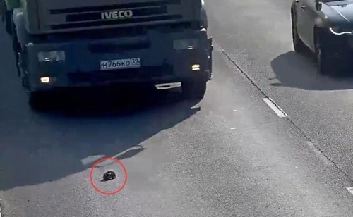 მამაკაცმა მანქანებით გადარტვირთული გზიდან ერთი ციდა კნუტი გადაარჩინა (+ვიდეო)