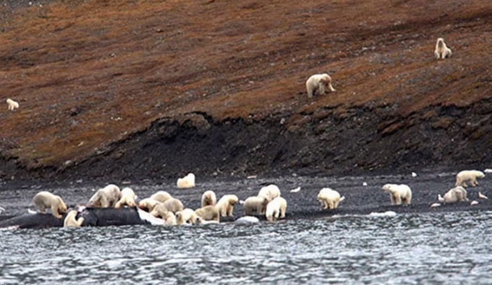 უცნაური მოვლენა - რატომ შეიკრიბა 230 თეთრი დათვი ვრანგელის კუნძულზე?