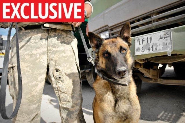 სირიაში სამხედრო ძაღლმა ბრიტანელი ჯარისკაცები ჯიჰადისტებისგან დაიცვა