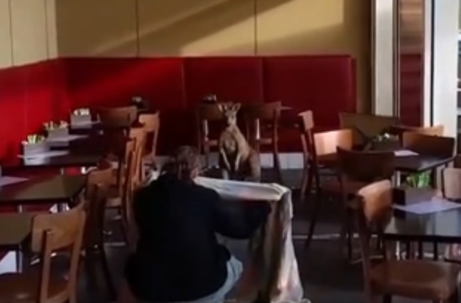 კენგურუ ავსტრალიურ კაფეში საუზმის დროს მივიდა (+ვიდეო)